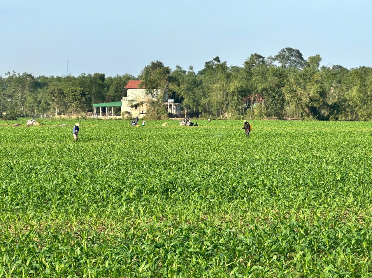 Nông dân xã Hương Bình ra đồng chăm sóc ngô vụ vụ Đông 2025