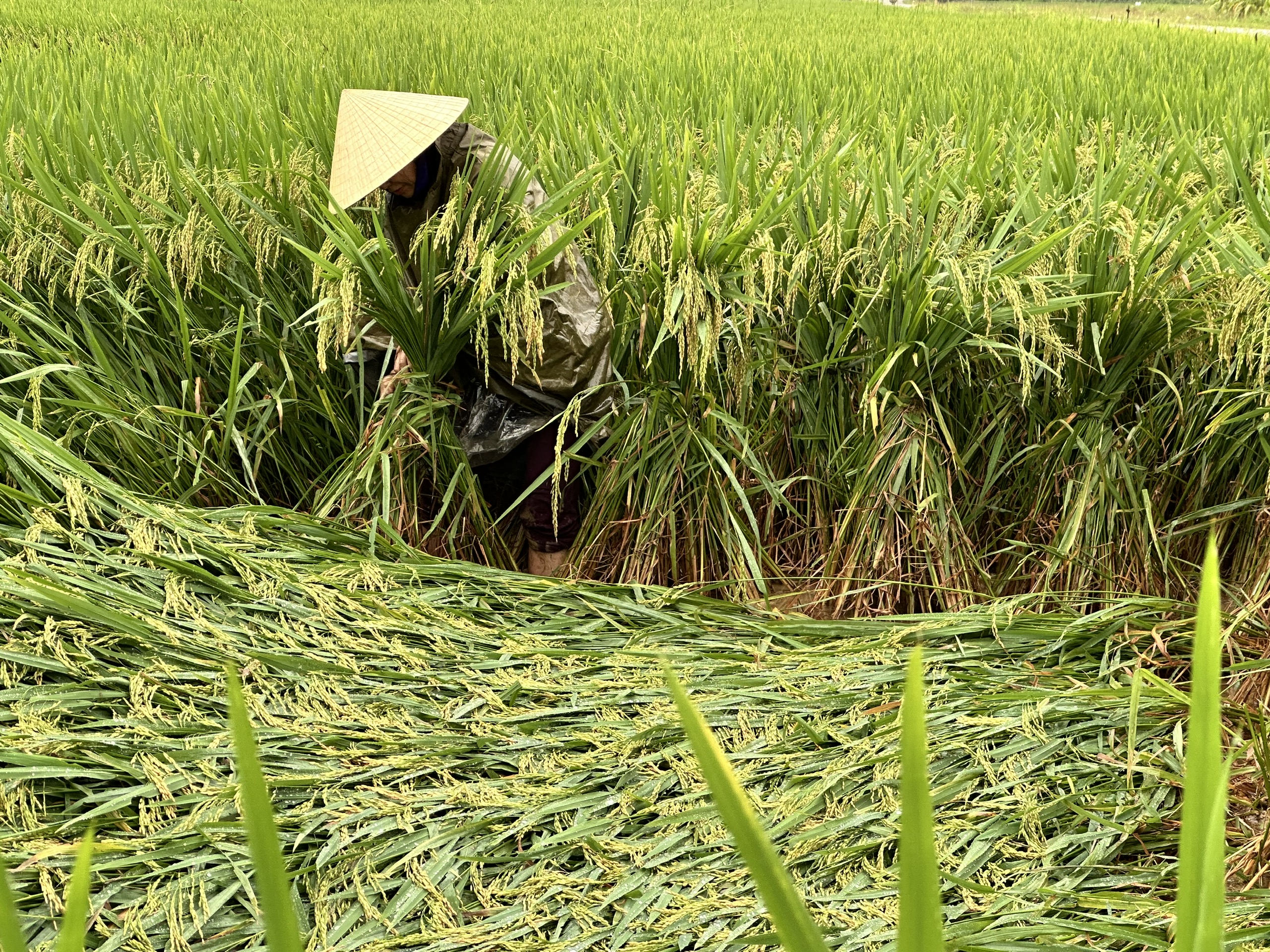 Hướng dẫn nhân dân tập trung khắc phục lúa vụ Xuân bị đỗ ngã