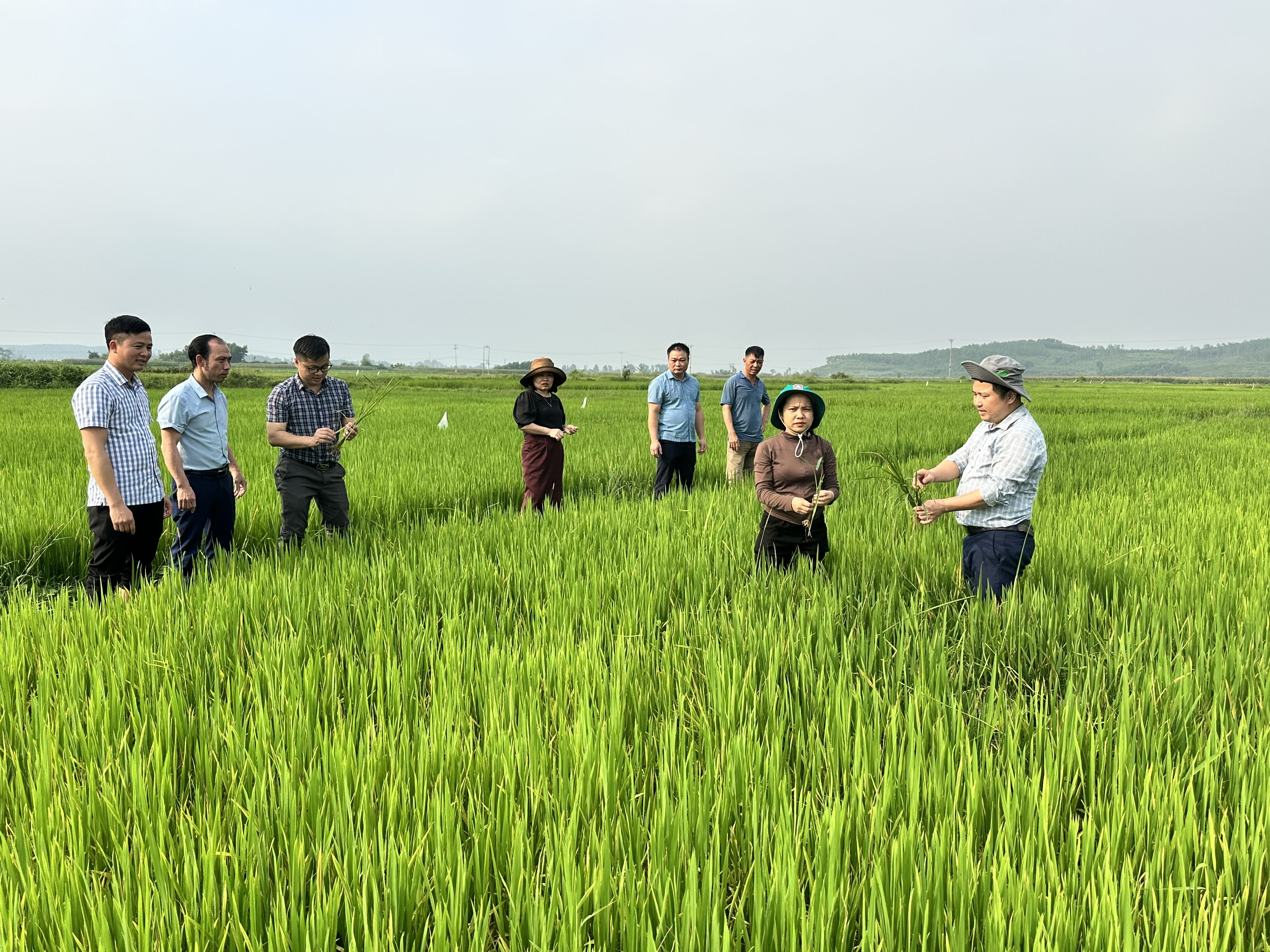 Nông dân cần chủ động phòng trừ bệnh đạo ôn trên cây lúa vụ Xuân 2026