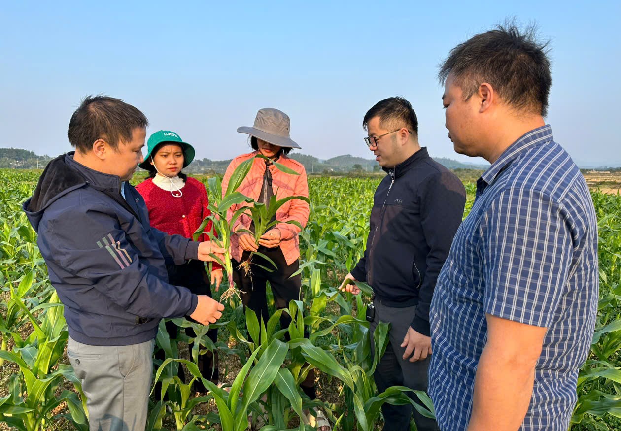 Tăng cường kiểm tra phòng trừ sâu bệnh trên cây Ngô