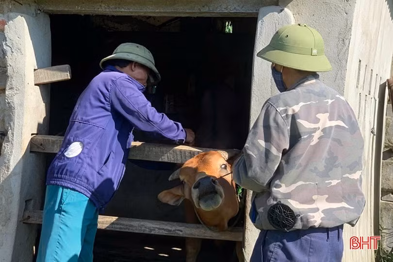 Cảnh báo virus lở mồm long móng chủng mới xâm nhập vào Việt Nam