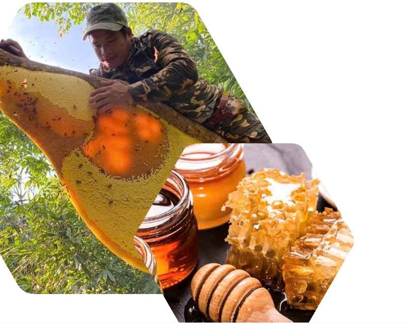 Khám phá mật ong rừng nơi vùng bán sơn địa ở xã Hương Bình
