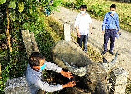Sớm chủ động phòng, chống rét cho gia súc, gia cầm