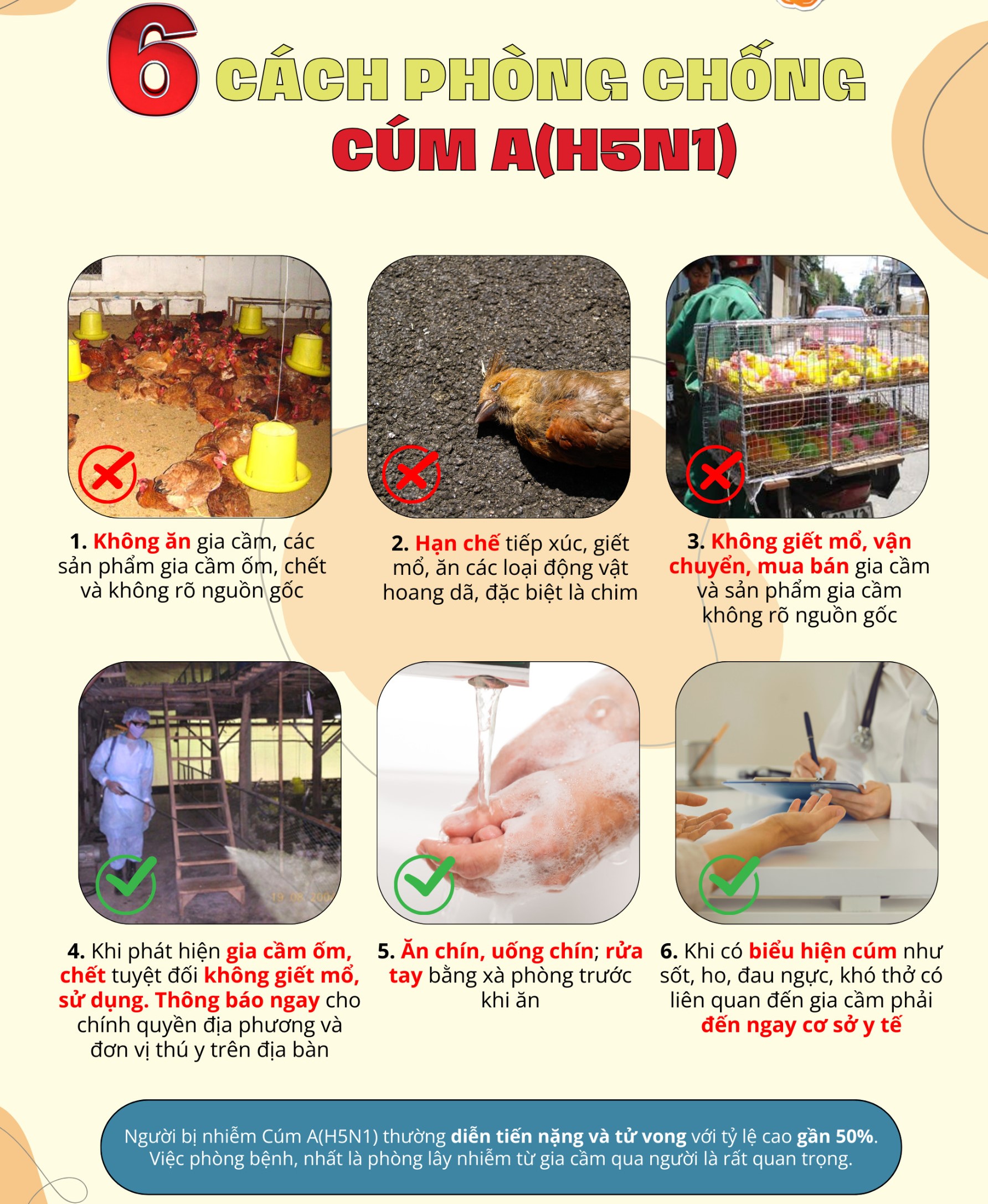 Chủ động công tác phòng, chống dịch cúm gia cầm H5N1