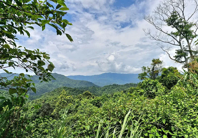 Chủ tịch UBND tỉnh chỉ đạo tăng cường bảo vệ rừng, động vật hoang dã trước, trong và sau Tết