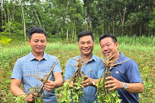Hương Bình rà soát, đăng ký nhu cầu trồng Sâm Bố Chính năm 2026