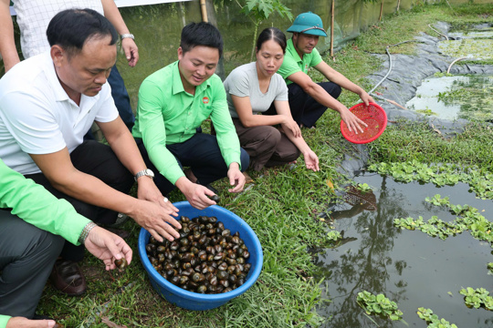 Mô hình nuôi ốc bươu đen mở hướng nâng cao thu nhập ở Hương Bình 