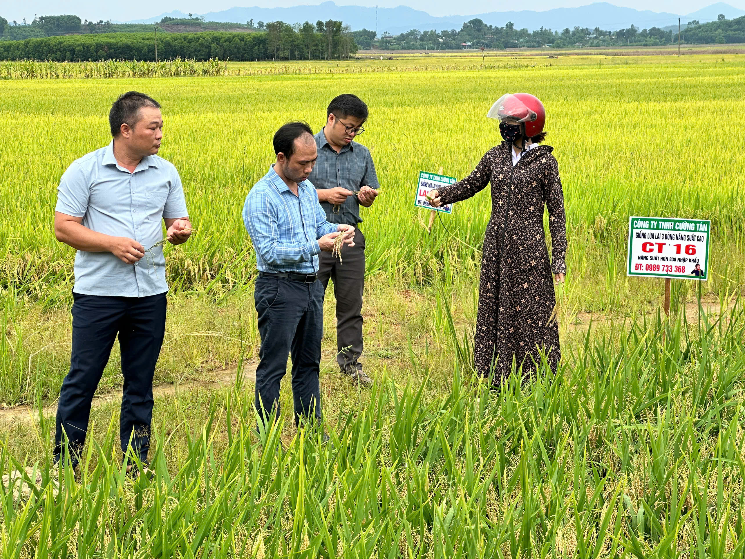 Năng suất lúa vụ Xuân ở xã Hương Bình ước đạt trên 60 tạ/ha