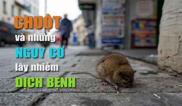Bộ Y tế cảnh báo khẩn loại virus lây truyền từ chuột